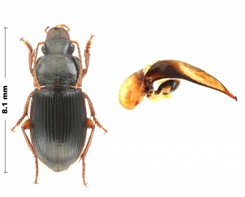 Harpalus progrediens